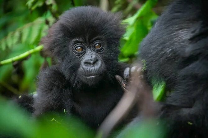 Rwanda One Day Gorilla Trekking with Iby’iwacu Culture Visit - Lunch in Musanze and the long ride home