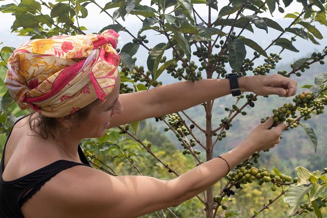 Rwandan Coffee Experience - Washing, pulping, and drying the cherries