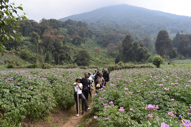 Scenic walk around volcanoes - Morning or Afternoon: Choosing the Better Start