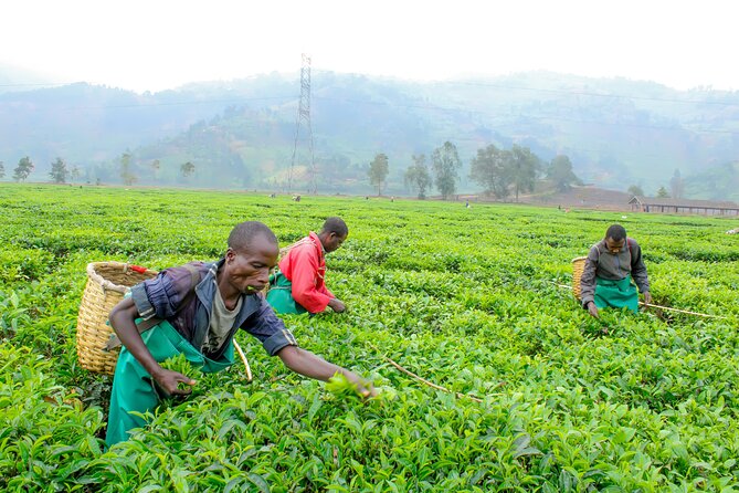 Tea and coffee tours - What this Gisenyi coffee tour is really about