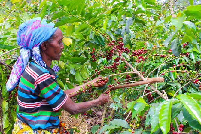 Tea and coffee tours - What the $80 price includes